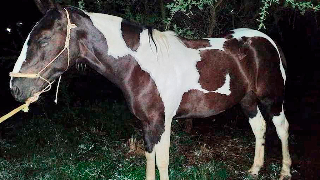 Un joven detenido tras robar un equino en Valle Hermoso