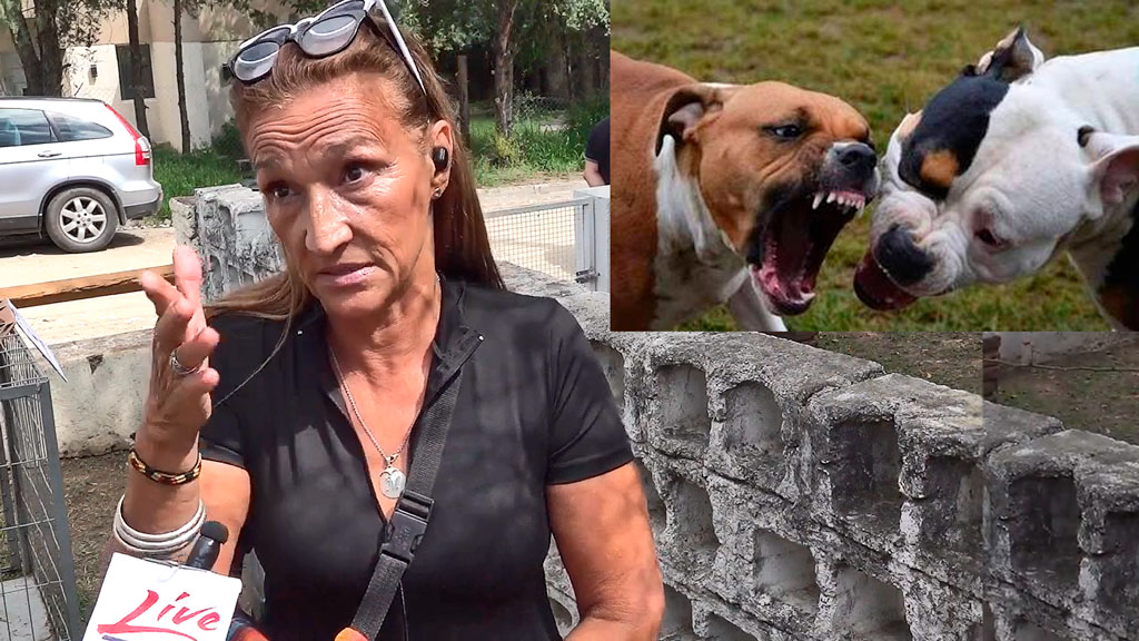 Grave denuncia por propietario irresponsable de pitbulls