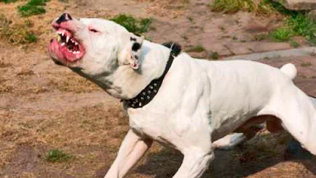 Se recupera mujer atacada por perros pitbull en La Falda