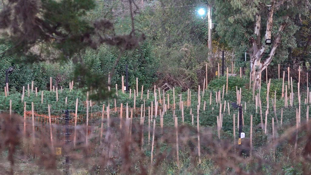 Vecinos de Huerta desesperados por una plantación de marihuana