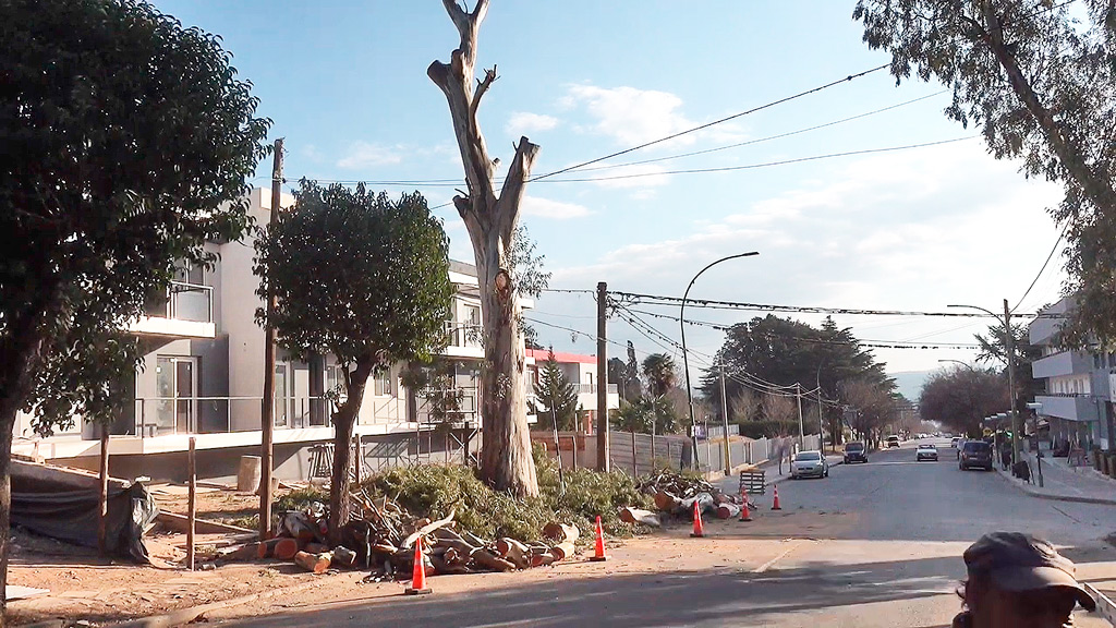 Finalmente el eucaliptus en Edén al 1100 fue podado y no extraído