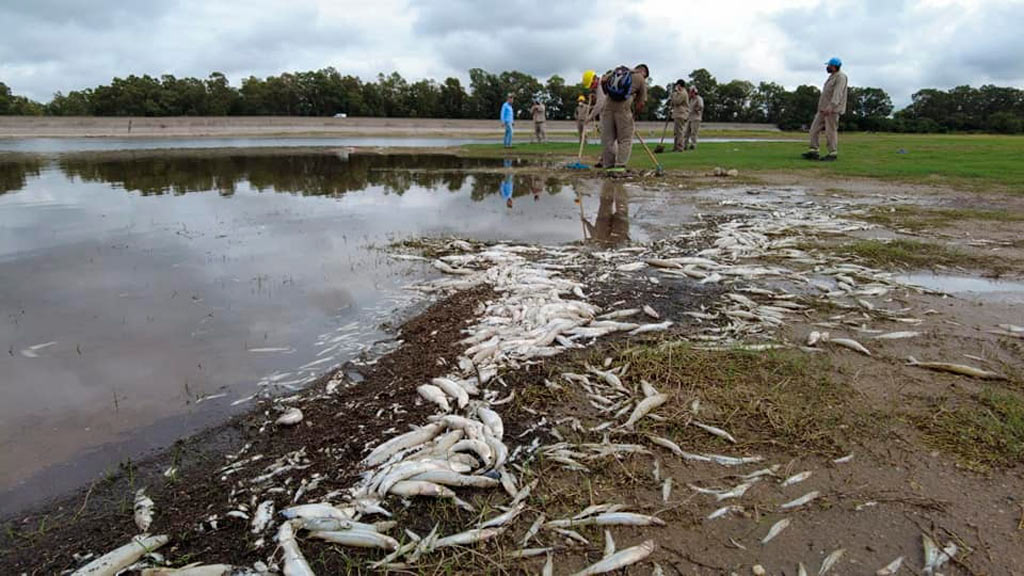 Confirman causa de muerte de los peces en Dique de Cruz del Eje