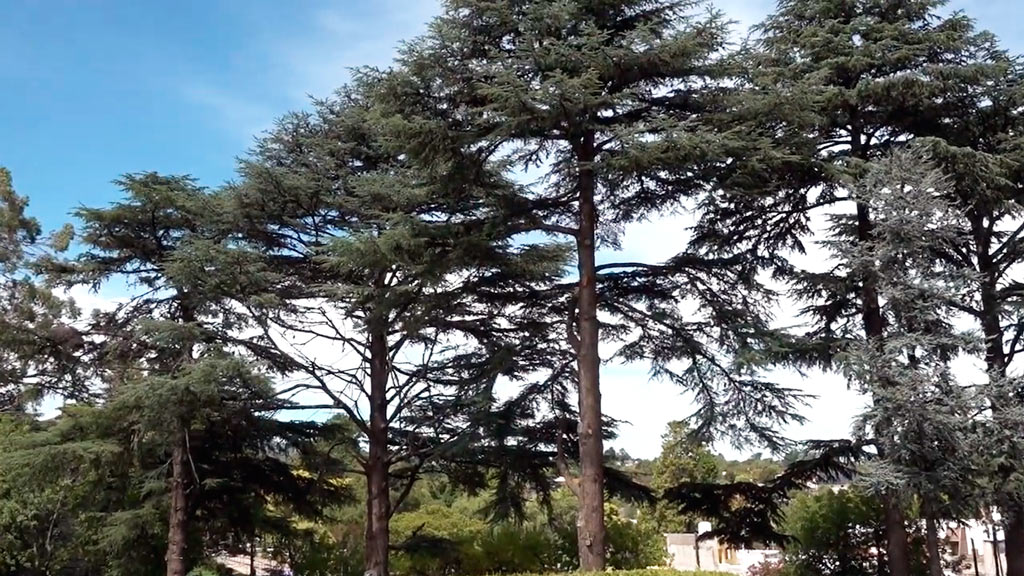 Intervención programada en arbolado público de Giardino