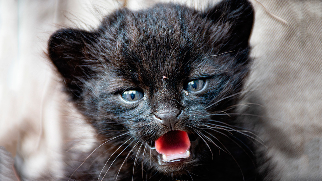 Trasladaron un gatito montés melánico al Tatú Carreta