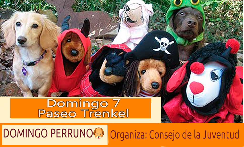 Domingo perruno: actividad para las mascotas propuesta por Consejo de la Juventud