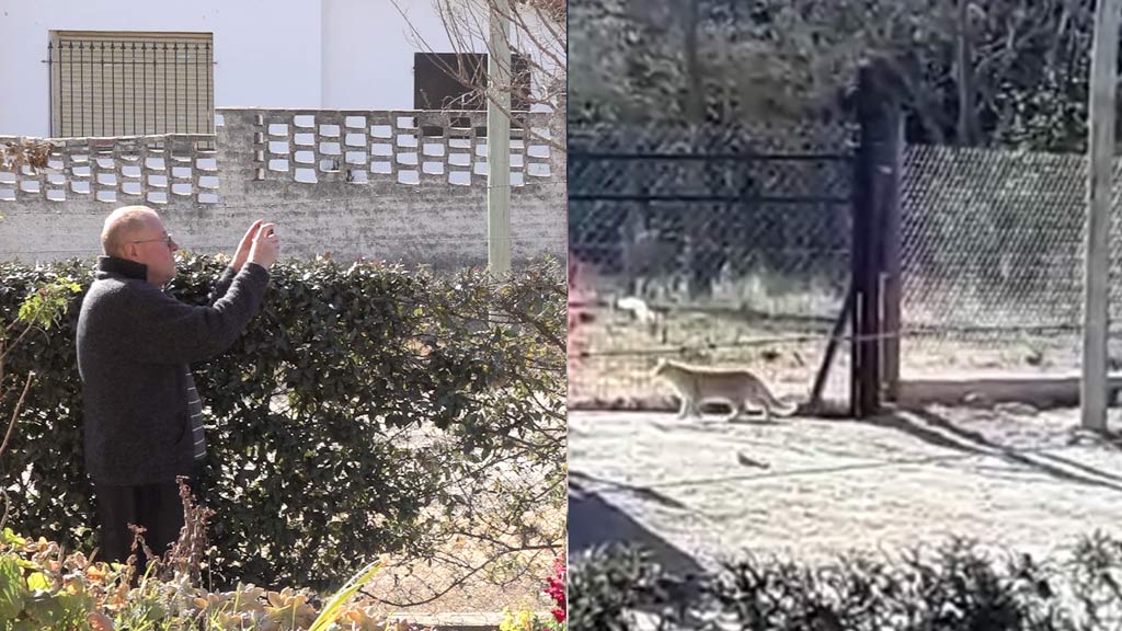 Villa Edén, vecino filmó a cachorro de puma en el barrio