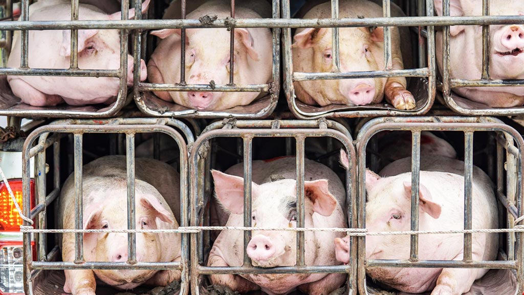Alerta sin alarma: qué hacer frente al virus porcino con ‘potencial pandémico’ detectado en China