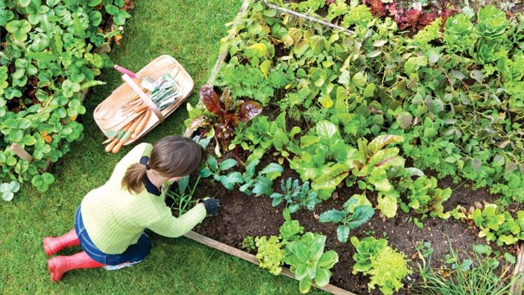 Charla para promover la huerta como autonomía alimentaria familiar