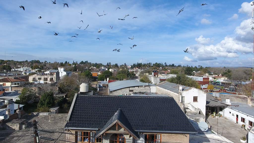 Retorno la Paz al cielo de Giardino: todos Negativos