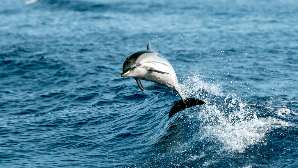 COVID-19 en animales: ¿Son los delfines más vulnerables que los murciélagos?