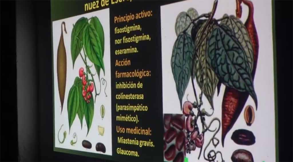 Charlas y Cursos de Hongos y Plantas Venenosas