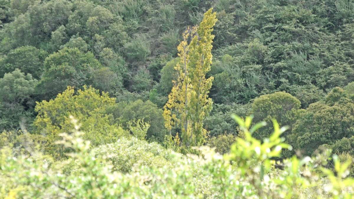 gal 3 cascada olmo 03 04 21 0010 Layer 33